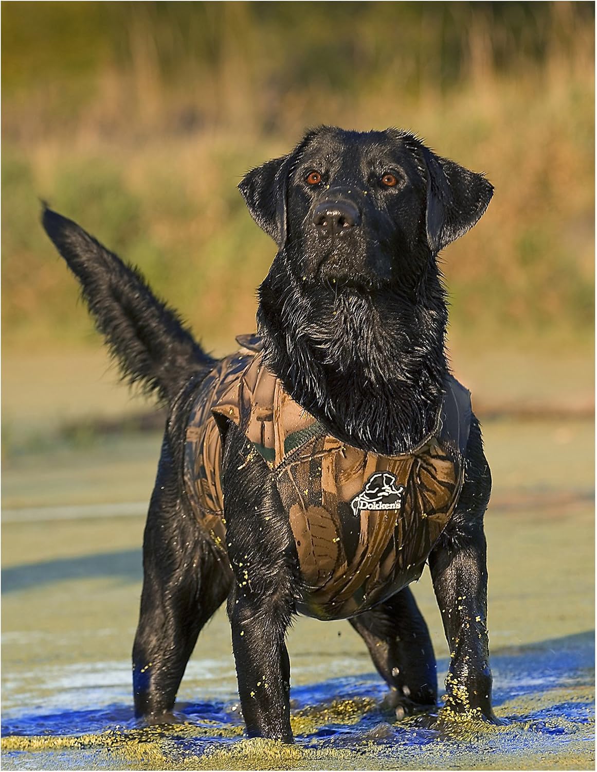 dokken neoprene dog vest