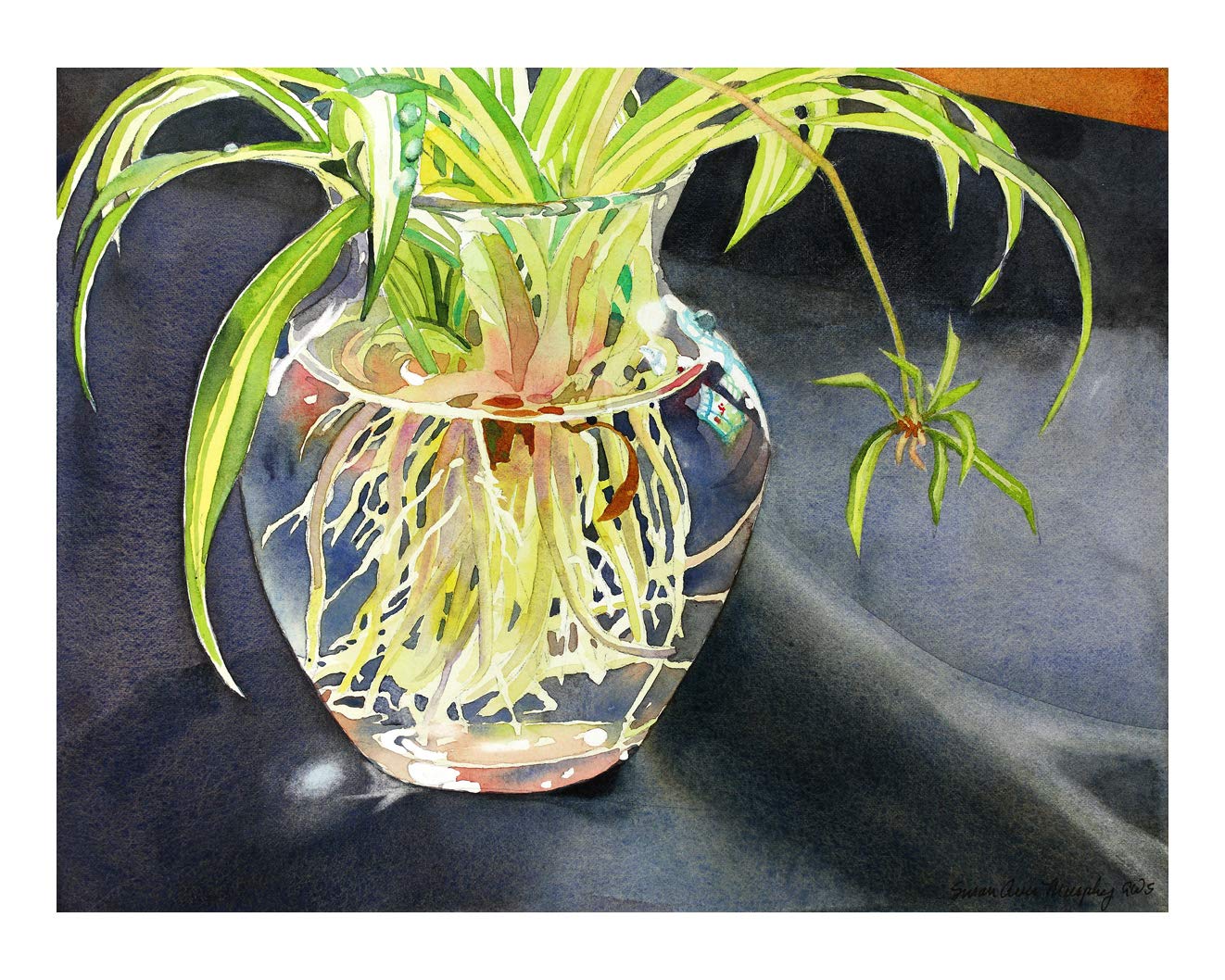 Susan Avis Murphy Rooting Spider Plant Giclee Print Of A Still