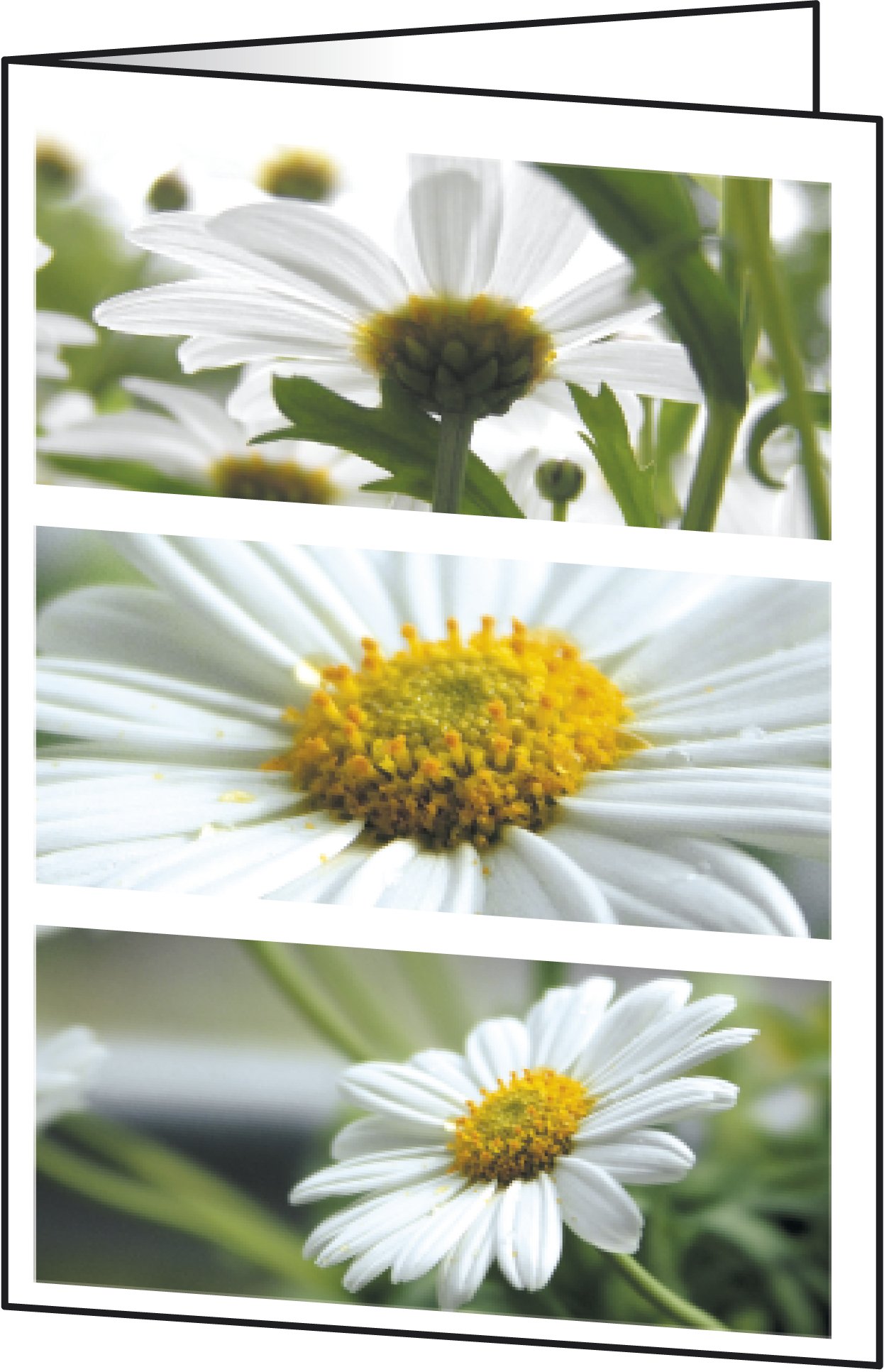 SIGEL DC171 Set of 25 thank you or greeting cards, daisy design, 2-fold, 10.5 x 14.8 cm, white/green