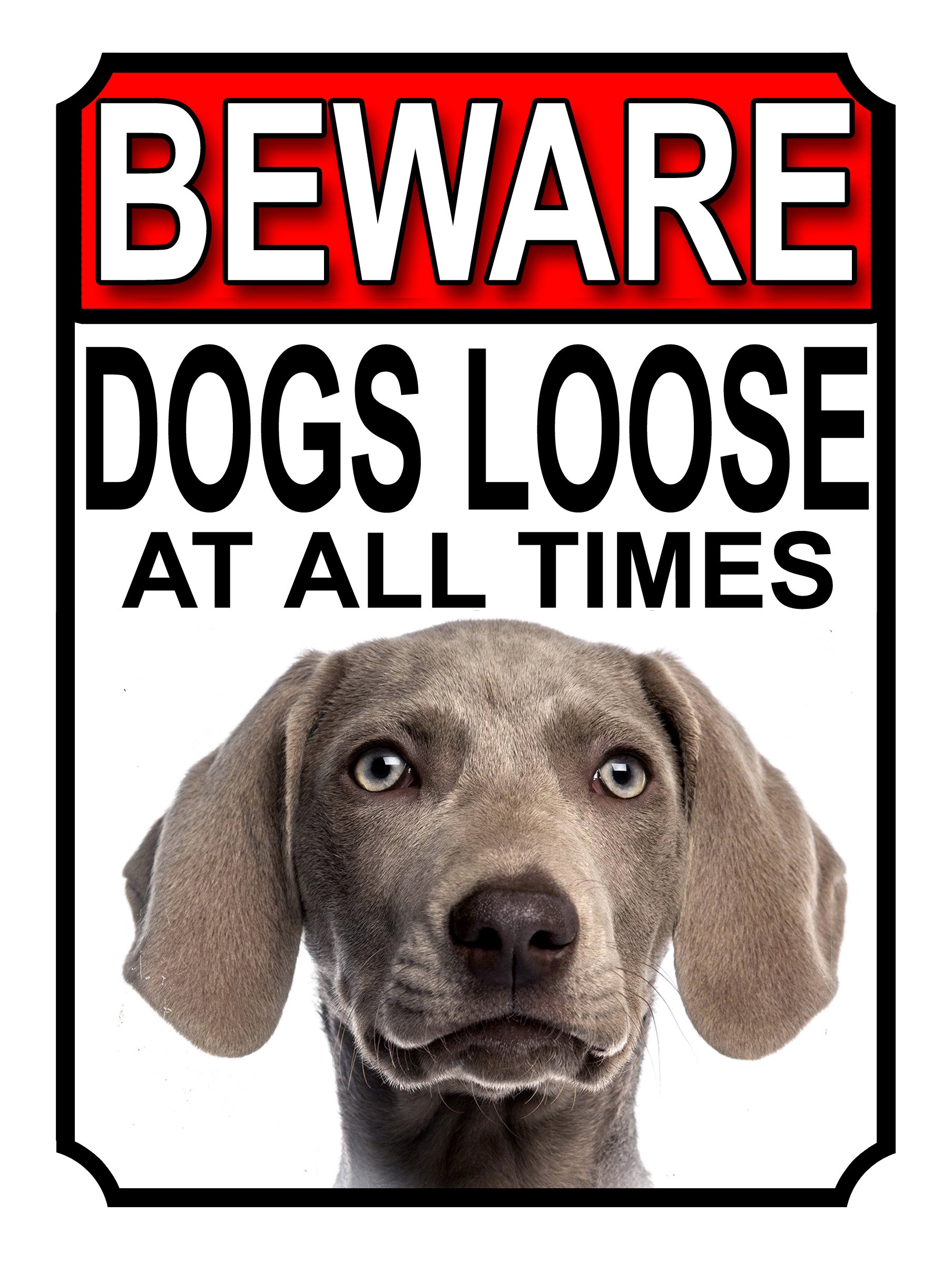 SHAWPRINT BEWARE DOGS LOOSE AT ALL TIMES METAL SIGN WEIMARANER 200MM X 150MM (1024H1)
