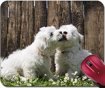 coton de tulear singapore