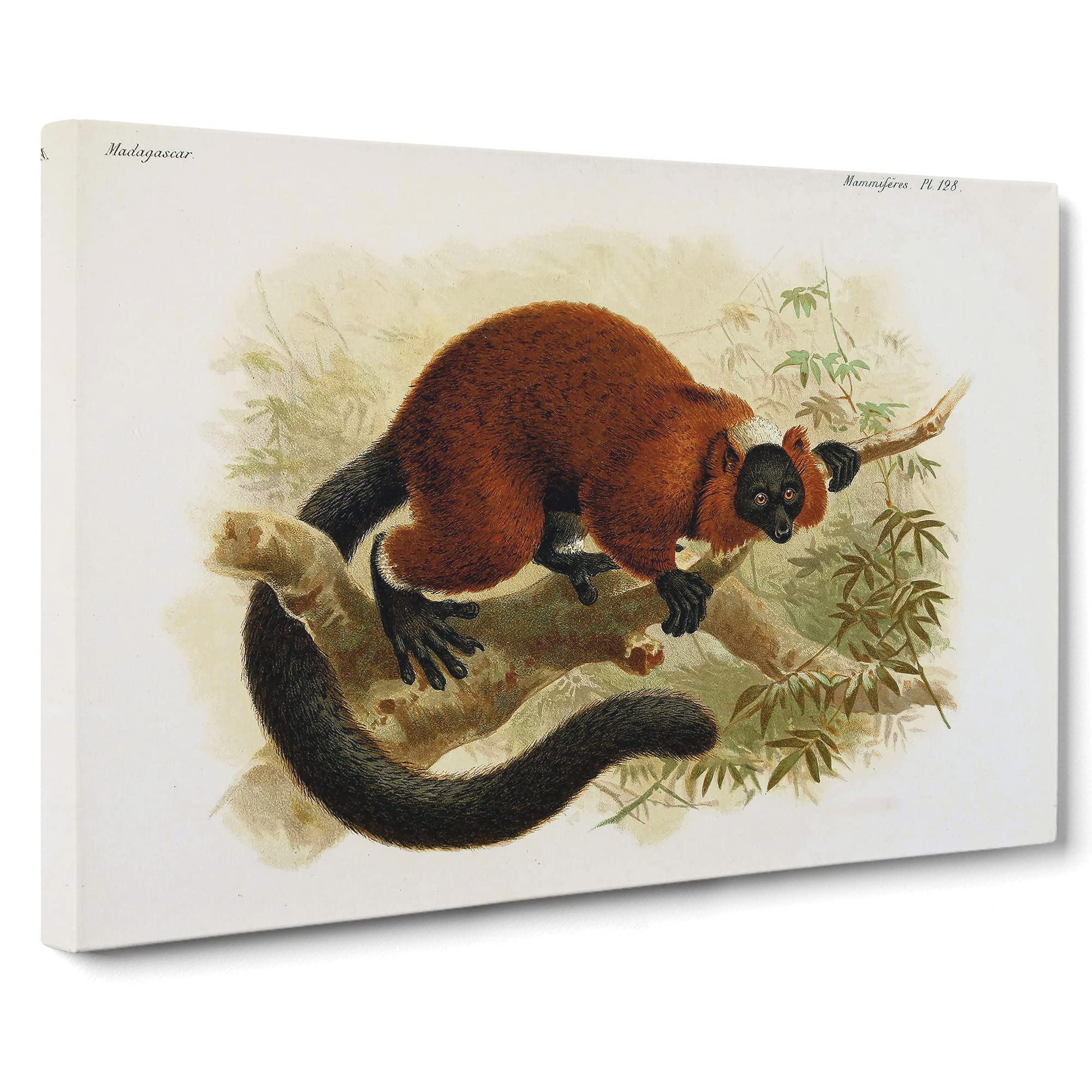 J.G. Keulemans Red ruffed Lemur Vol.1 Canvas Print | Gallery Wrapped 30mm Frame Wall Art | 20x14 inches | Ready to Hang | Retro Picture | Living Room Bedroom Lounge Office