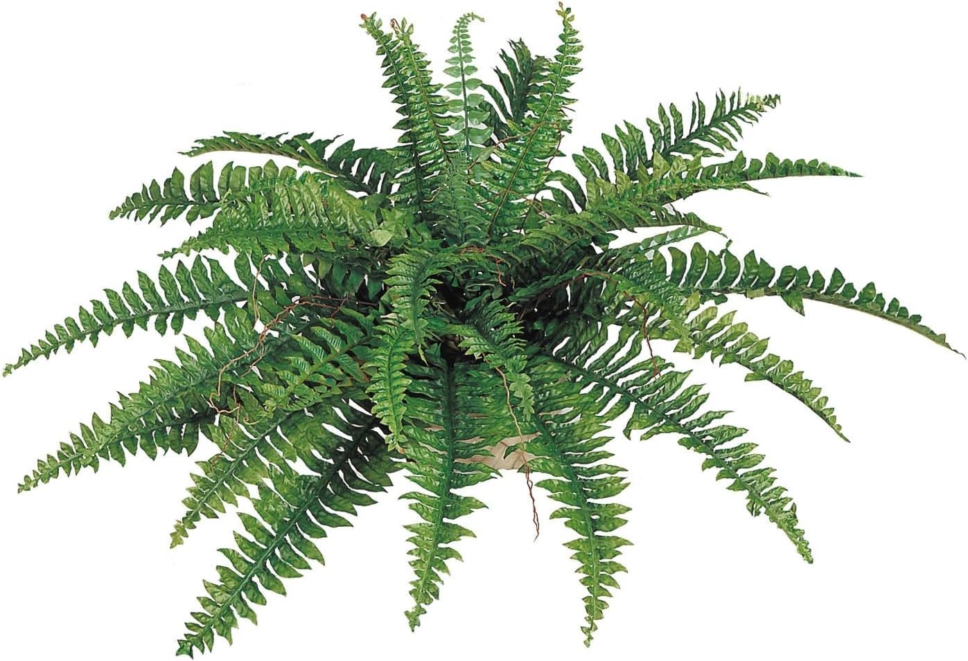 Larksilk Boston Fern Artificial Plants, UV Resistant, Indoor or Outdoor Plant, Fits in Hanging Basket or Planter, 34” Inch Diameter, 35 Fronds
