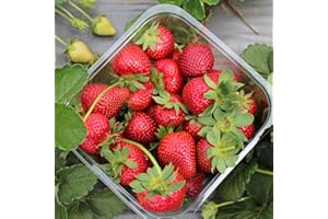 Quinalt Everbearing Strawberry Plants - Large Sweet Strawberries - Bare Root Strawberry Plants from Hand Picked Nursery (5)