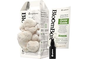 NUBLUME BloomBox Lion’s Mane Mushroom Grow Kit – Ready to Fruit Indoor Gardening Gift – Organic Nootropic Spawn Log – Edible Brain Food & Vegan Lobster Substitute – DIY Science Project for Adults & Kids