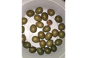 TAOINDUSTRY 12+ Fertile button quail eggs variety of color