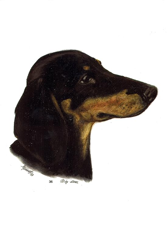 pet-lovers-gifts Aufkleber/Sticker/Autoaufkleber - Hunde Dackel/Teckel [r036]