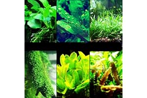 30+ Stems Package Starter Beginner Set Live Aquarium Plants Java Moss, Micro Sword, Rosette Amazon Sword, Anubias, Java Fern and More by Mainam