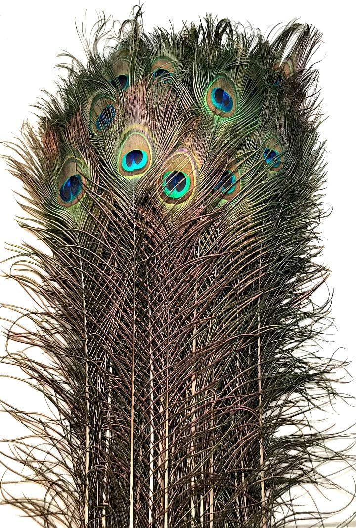 American Feathers Eyed Peacock Tail Feathers 45-50" - per 25