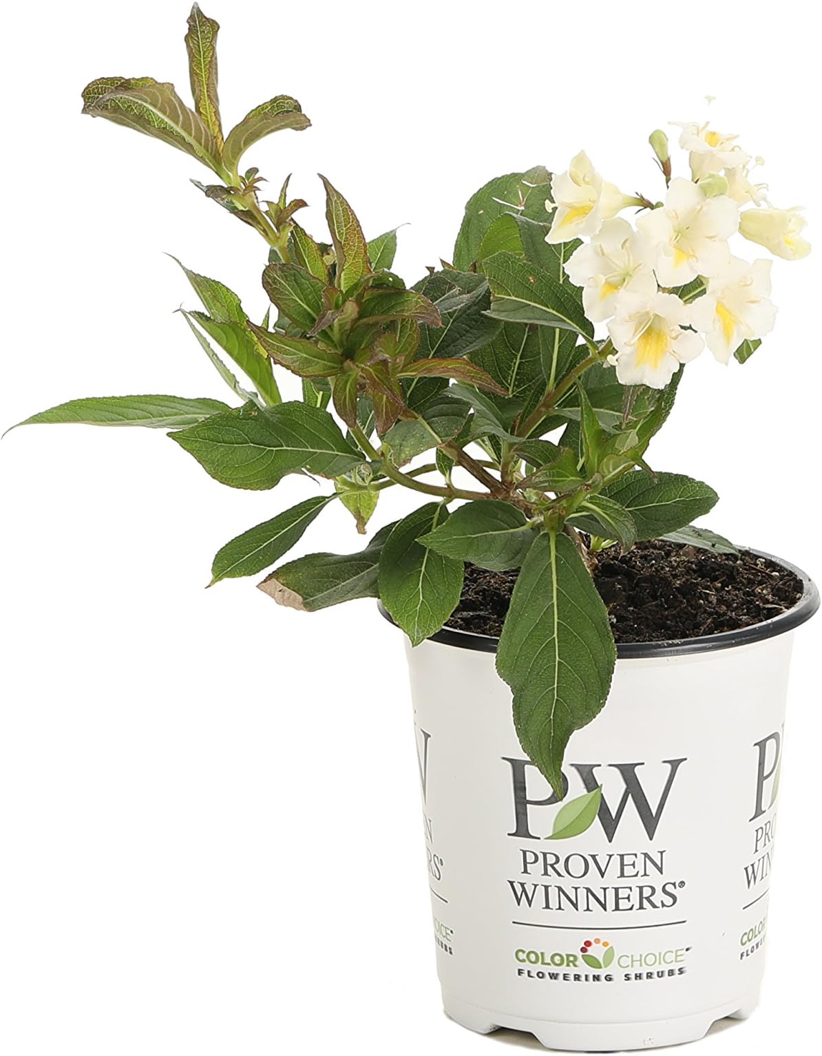 Czechmark Sunny Side Up (Weigela) Live Shrub, White and Yellow Flowers, 4.5 in. Quart