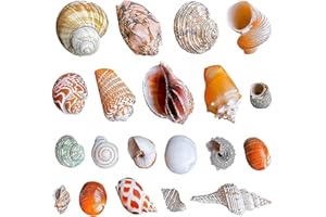 Petawi Hermit Crab Shells 20Pcs Medium Large Small Growth Turbo Seashells for Various Sea Conch No Painted Supplies Openning Size 0.5‘’-2.1‘’ (HCS20-95-)