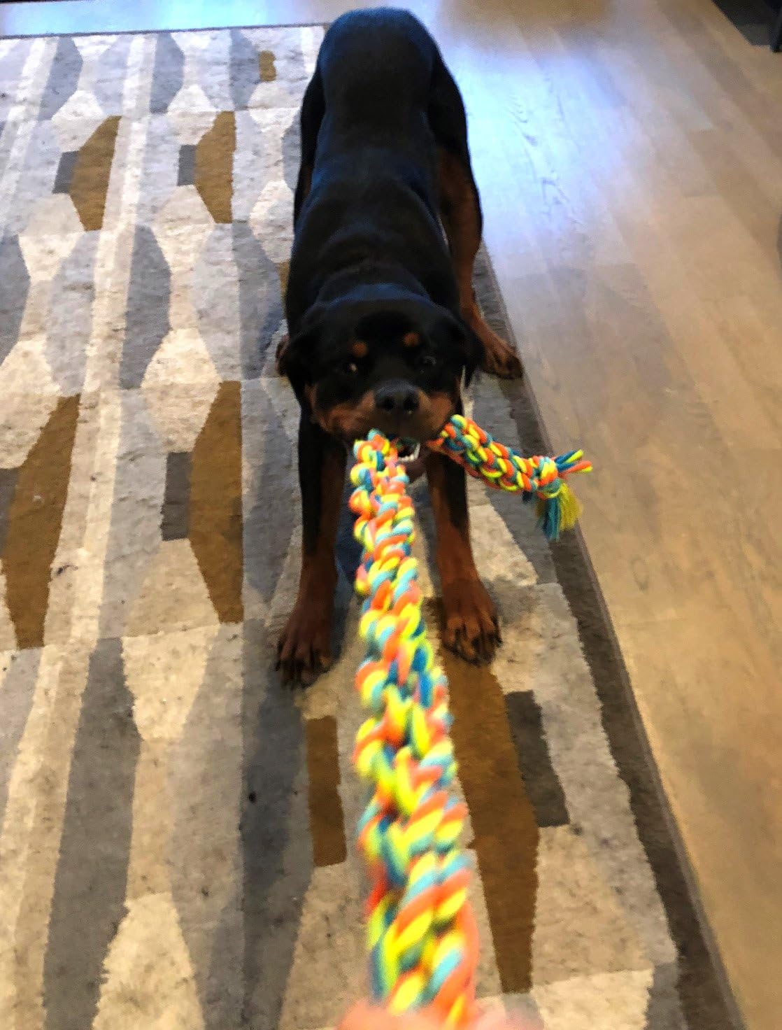 giant dog rope