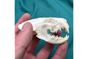 CLLOEAT Wholesale 1/2/3/5/10 pcs Taxidermy Real Animals Skulls, Real Bones Specimen, Supplies Art Bone Vet Medicine 1:1 Animal Bones (1pc,Mink Skull)