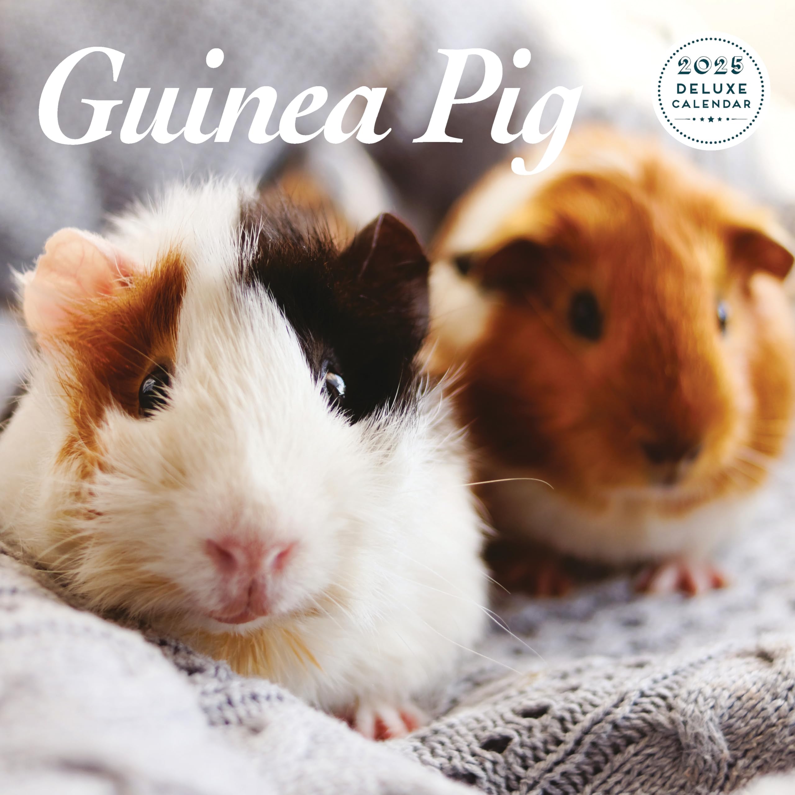 Guinea Pig 2025 Deluxe Calendar