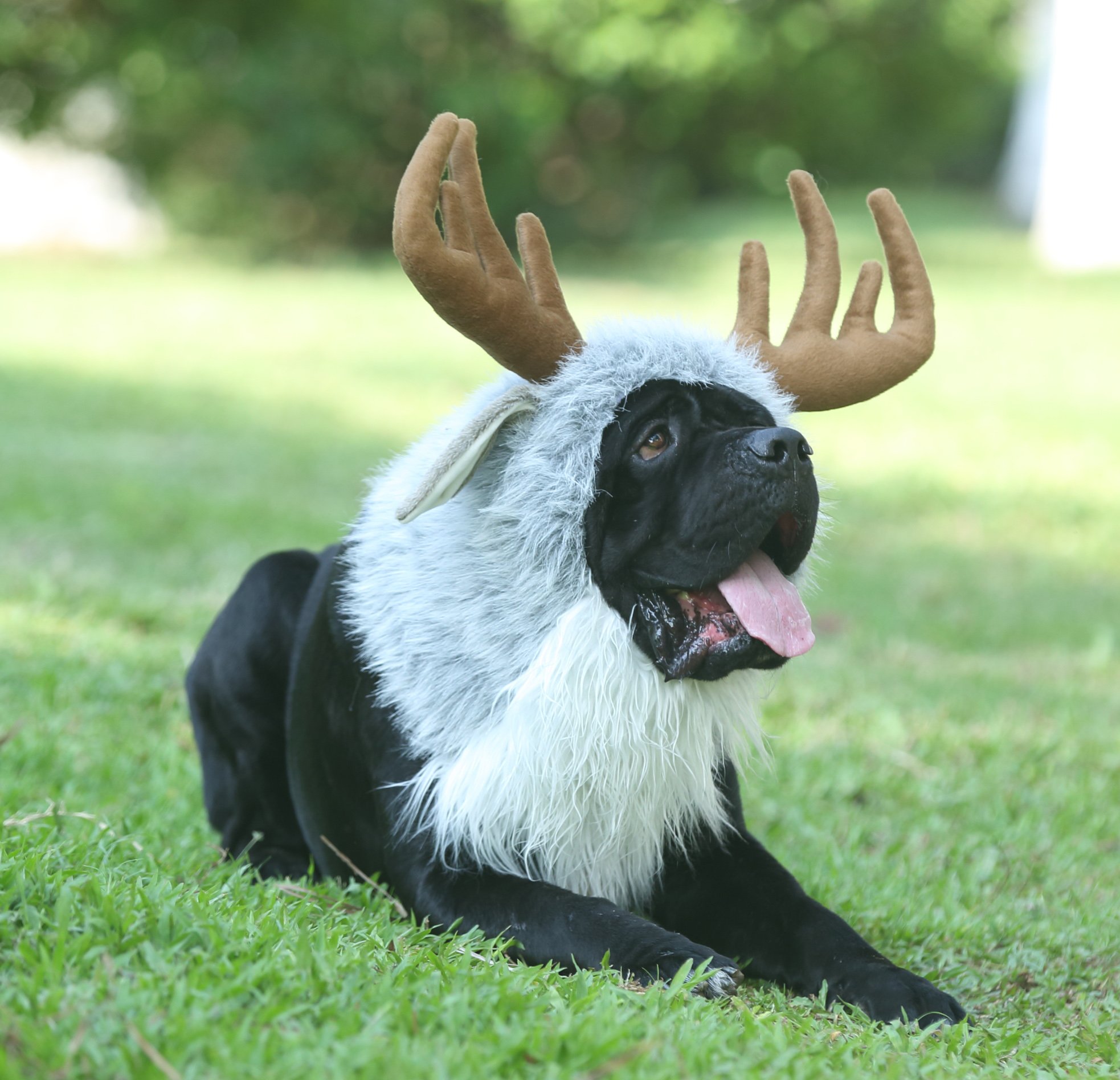 Funny Moose Costumes for Dog, Cute Furry Pet Wig for Halloween Christmas, Pet Clothing