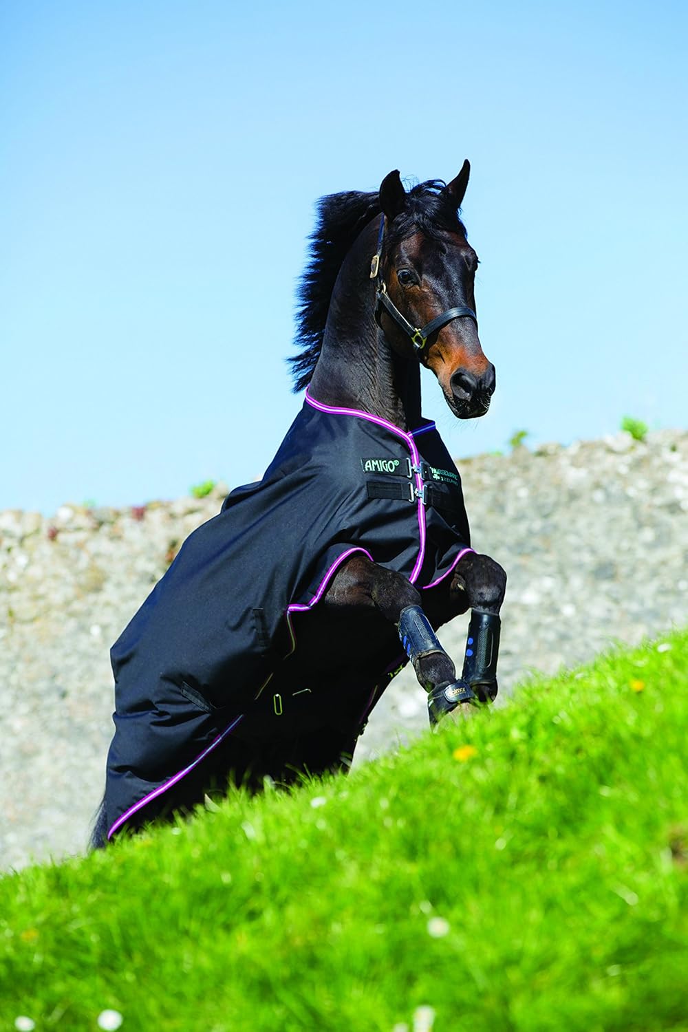 Horseware Amigo Hero 6 Turnout Sheet 84 Black/Purp Sports