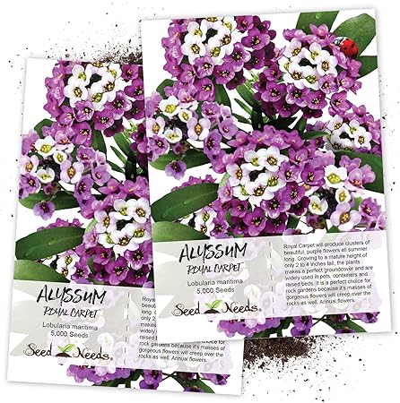 Amazon Com Seed Needs Royal Carpet Alyssum Lobularia Maritima Twin Pack Of 5 000 Seeds Each Flowering Plants Garden Outdoor