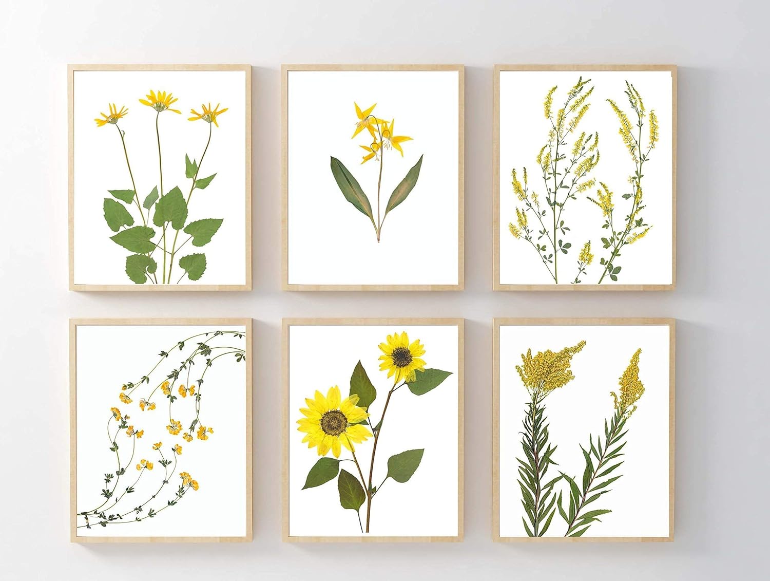 Get Amazon Com Yellow Flower Print Set Of 6 Pressed Flower Botanical Free Get Wallpaper Amazon Com Yellow Flower Print Set Of 6 Pressed Flower Botanical Free