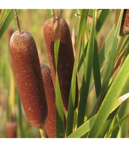 thumbnail image 2 of Typha Latifolia Cattail Seeds - 500+ Seeds, Oregon Grown, Free Shipping USA 2 of 6
