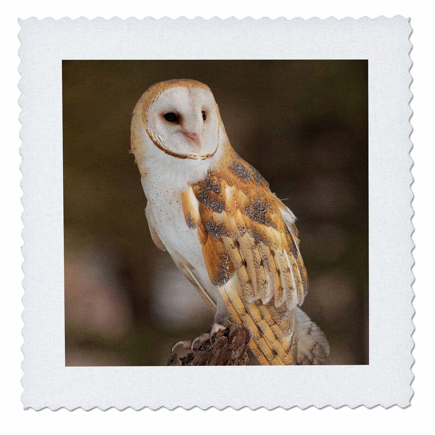 3drose Danita Delimont Owls Barn Owl Tyto Alba Montana