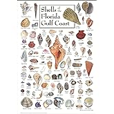 Earth Sky + Water - Shells of Florida's Gulf Coast - Poster 19&Prime; X 27&Prime; Made in USA