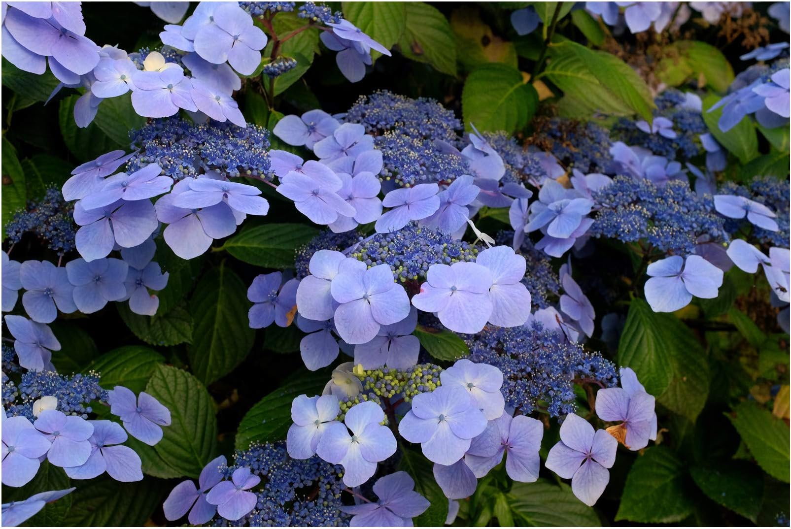 Hydrangea macrophylla Blue Wave, Hydrangea Plant in 12 cm Pot