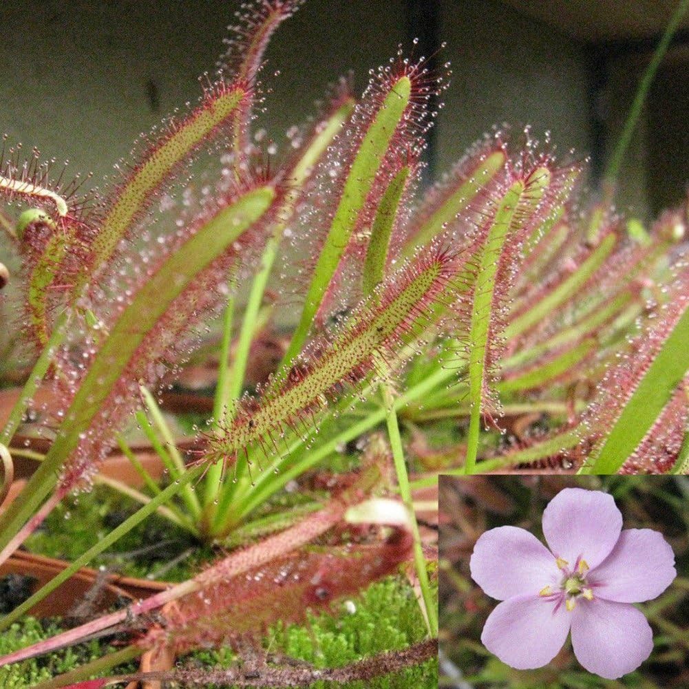Jiacheng29 100Pcs Cape Sundew Fresh Drosera Capensis Carnivorous Garden Plant Home Decor
