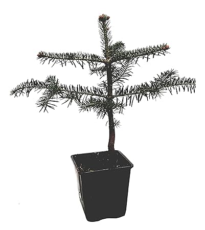 Seedeo® Nordmanntanne (Abies Nordmanniana ambrolauri) Pflanze ca. 25 cm