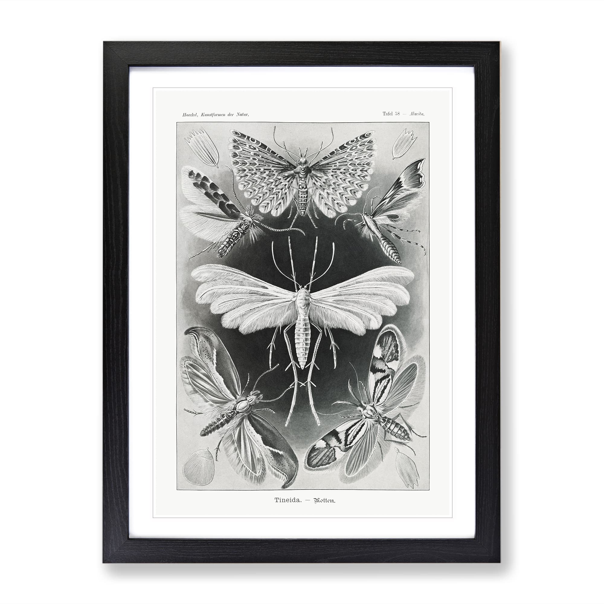 Butterflies Winged Insects By Ernst Haeckel Vintage Framed Wall Art Print, Ready to Hang Picture for Living Room Bedroom Home Office Décor, Black A4 (34 x 25 cm)