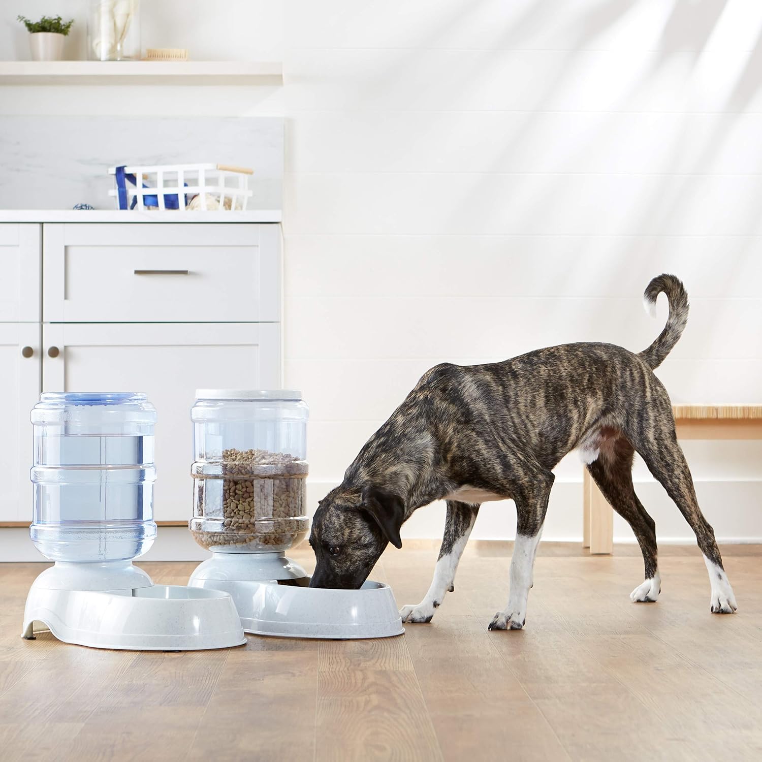 Pet Supplies : Basics Gravity Pet Food Feeder and Water Dispenser Bundle, Large (2.5-Gallon Capacity) : 