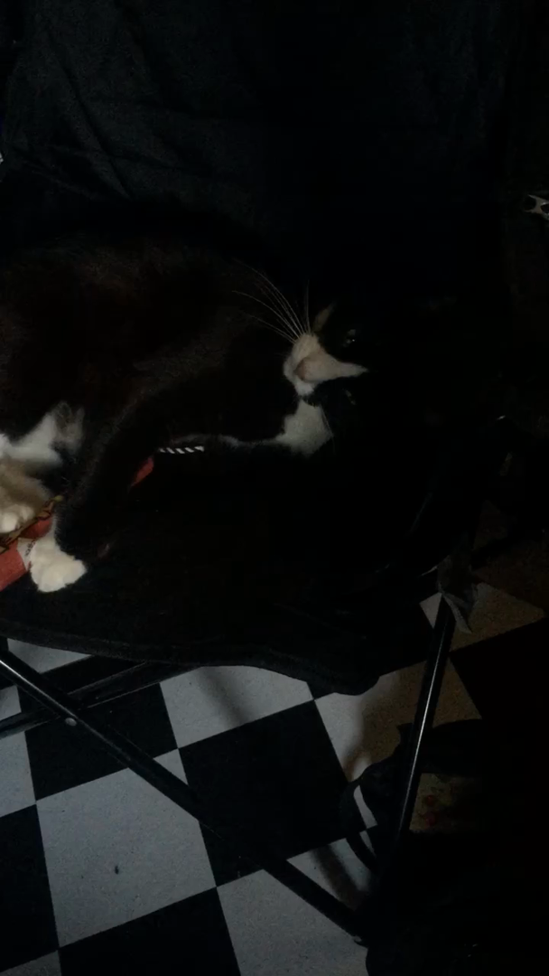 Dynamite Catnip Toy Fetch and Bat Toy for Cats, Green