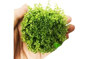 PLANTEREST Micranthemum Micranthemoides Pearlweed Tissue Culture Vitro Cup Freshwater Carpet Live Aquarium Plants Decoration BUY2GET1FREE