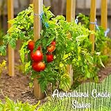 Circle of Trust Garden Stakes 90 cm Pack of 10 25 mm Thick Pressure Treated view 4