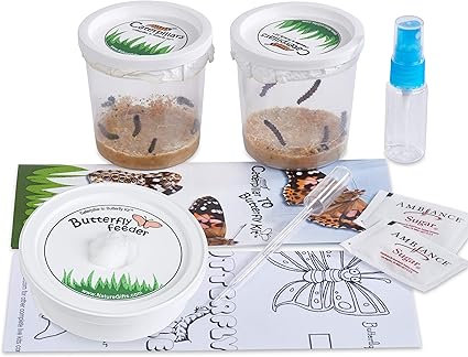Amazon Com Nature Gift Store 10 Live Caterpillars Shipped Now Butterfly Kit Refill Toys Games