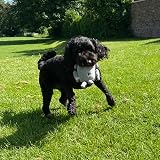 Petface Seriously Strong Plush Robot Dog Toy view 6