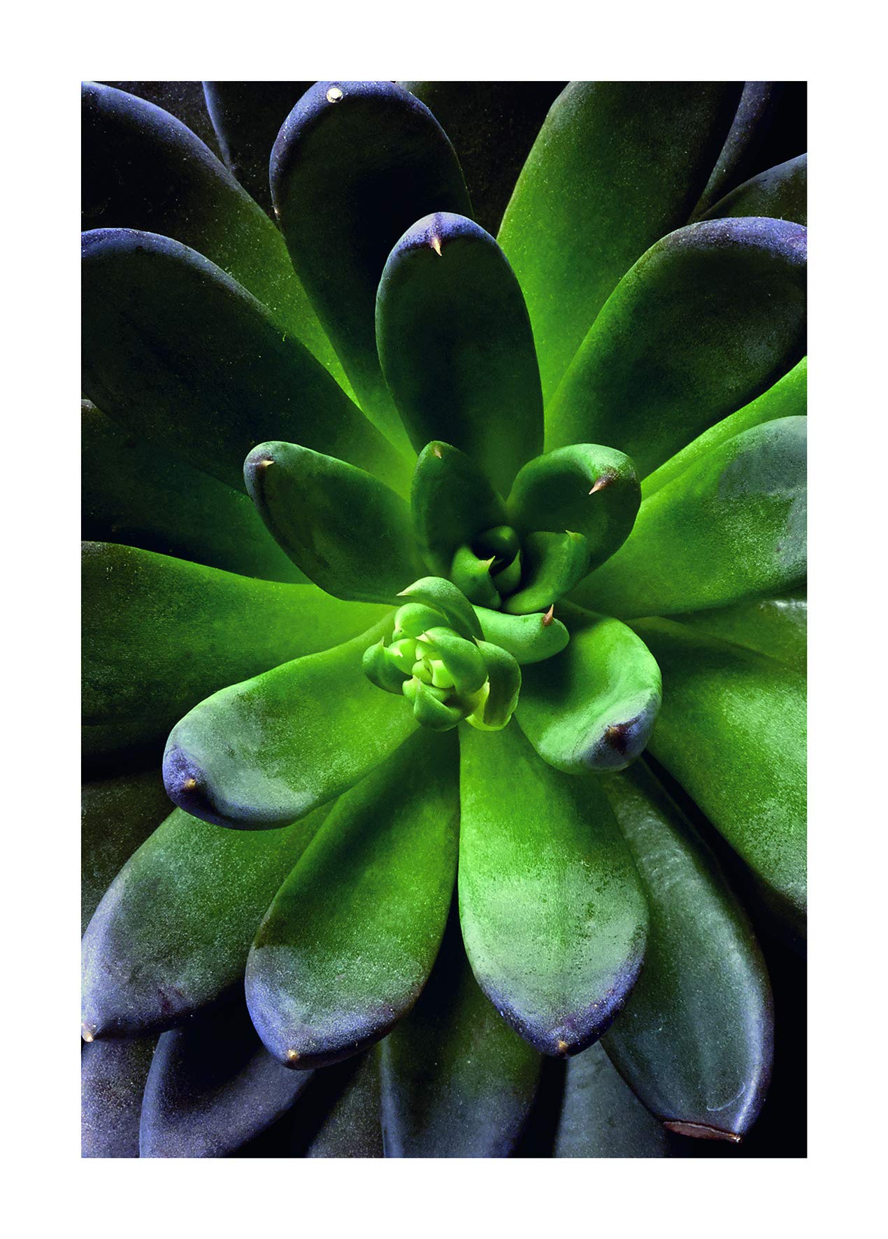 Komar Wall Picture Succulent Single Poster Picture Living Room Bedroom Decoration Art Print Without Frame P048-50x70 Size 50x70 cm (Width x Height)
