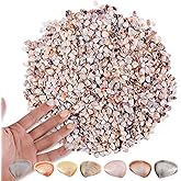 PPCLION 1000 Pcs Natural Tiny Small Sea Shells Colorful Clam Shells for DIY Craft, Jewelry Making, Home Decor, Vase Fillers