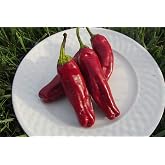 Aleppo Hot Pepper Seeds- 15+ Seeds by Ohio Heirloom Seeds