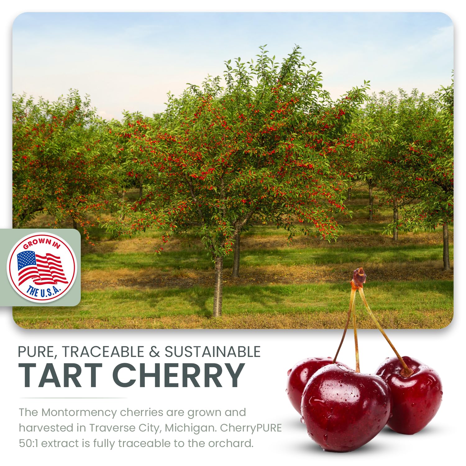 German Micronized Creatine + USA Tart Cherry + Vitamin B6 - Pre and Post Workout Supplement for Women & Men, Tart Cherry Lime Flavor, Caffeine-Free Nourishment for Body and Brain