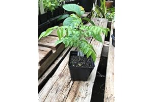 Curry Leaf Tree Murraya Koenigii Tree in a 4-Inch Pot: Package Contains Seeds