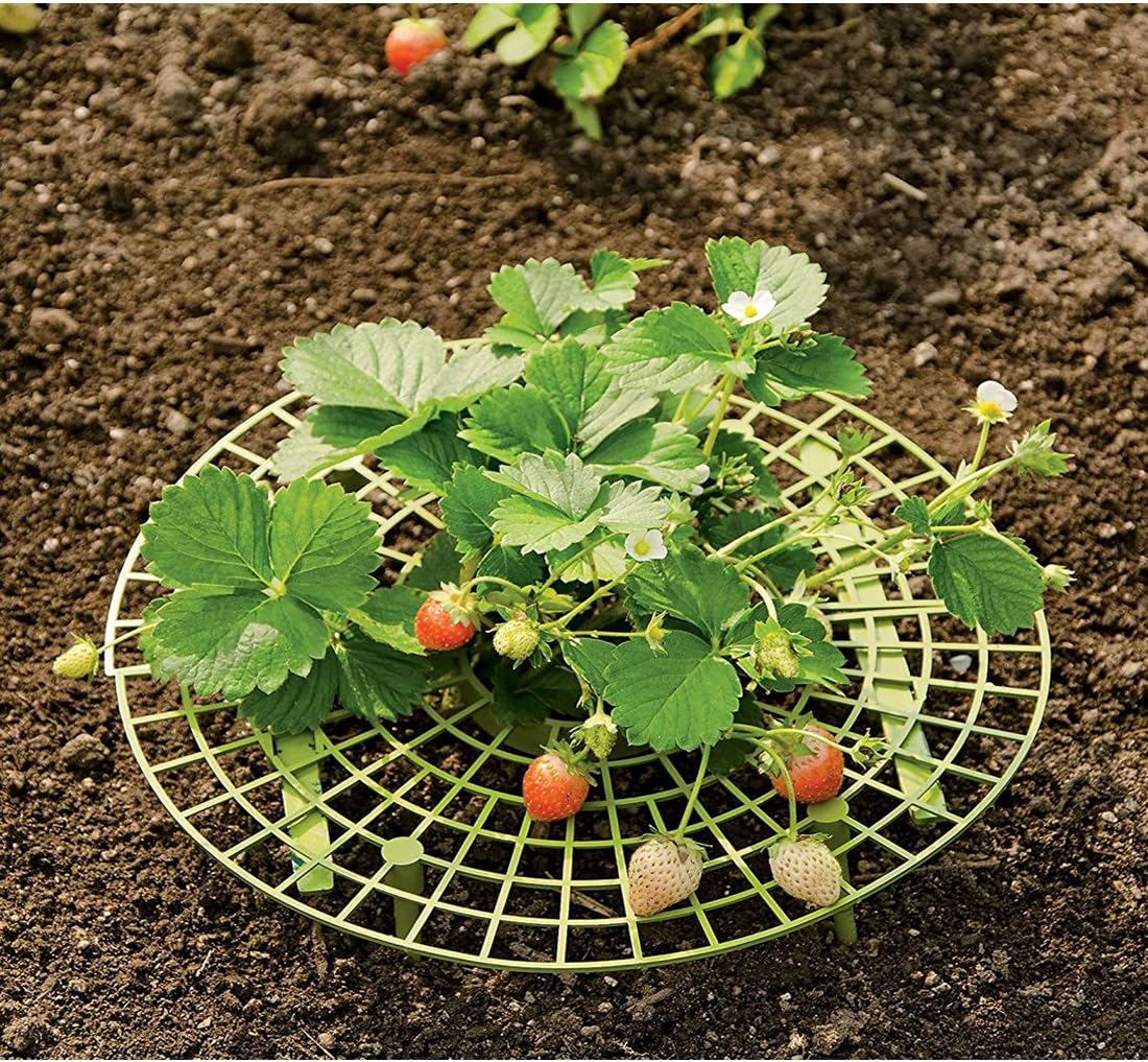 PovKeever Soporte para Plantas de Fresa, 3 Unidades, Protección ...