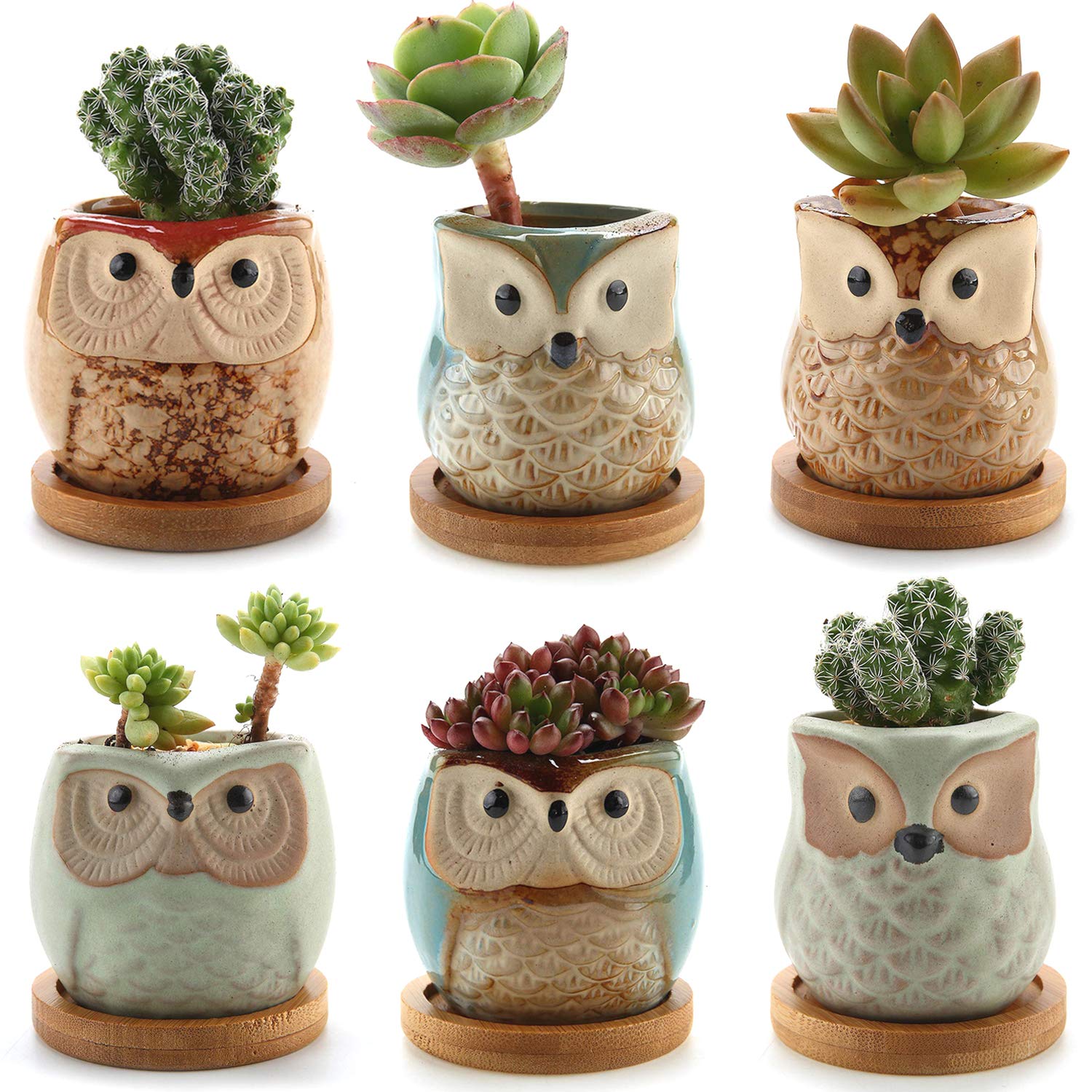 Best Bonsai Garden Box
