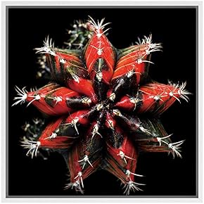 SIGNWIN Framed Canvas Wall Art Red Variegated Gymnocalycium...