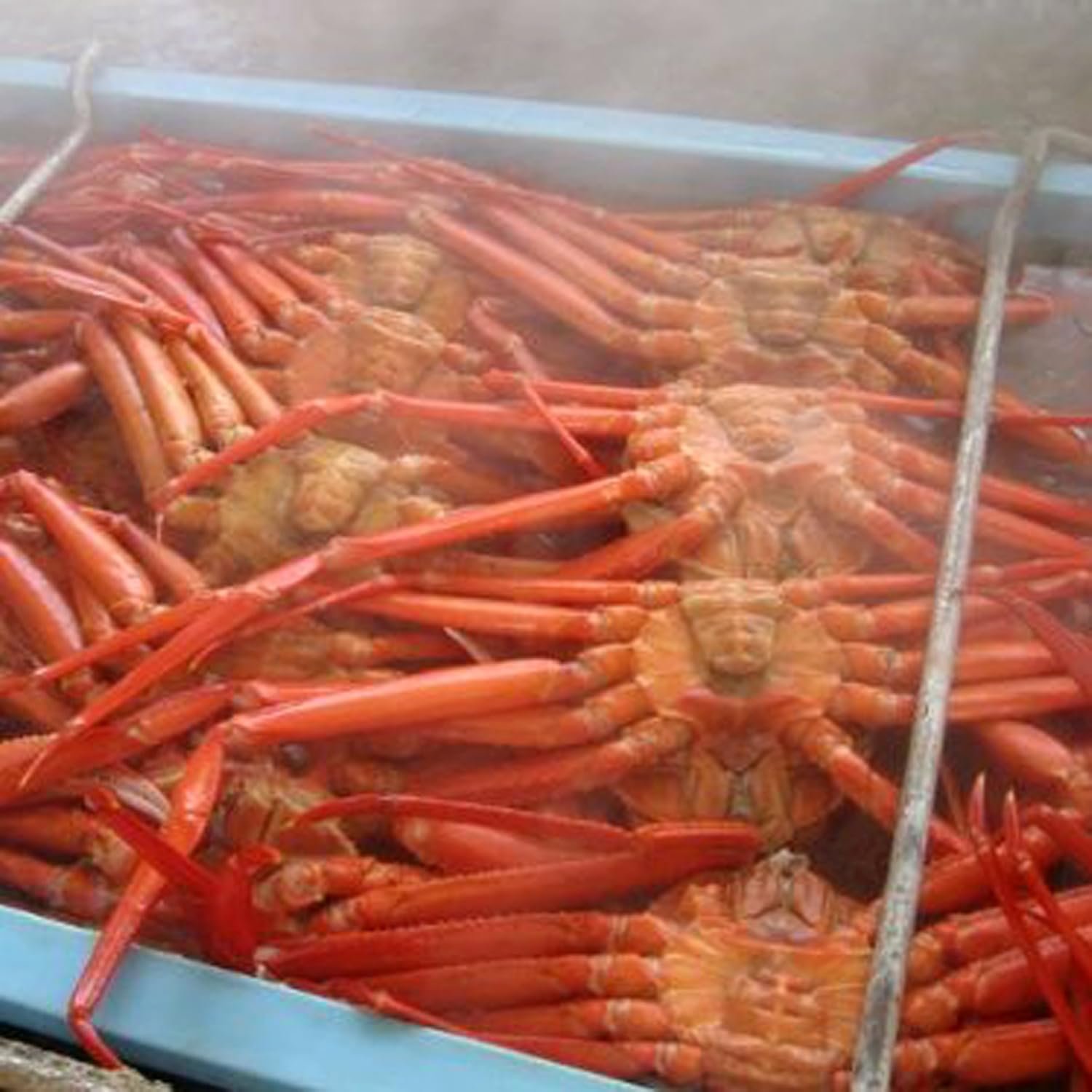 訳あり 紅ズワイ蟹 姿 総量2kg前後 日本海産 株式会社 小針水産 カニ 通販 Amazon