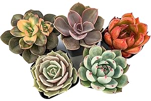 Live Succulent Plants (5 Pack), 2" Live Succulents Fully Rooted in Grower Pots, Succulent Plants Live, by The Succulent Cult