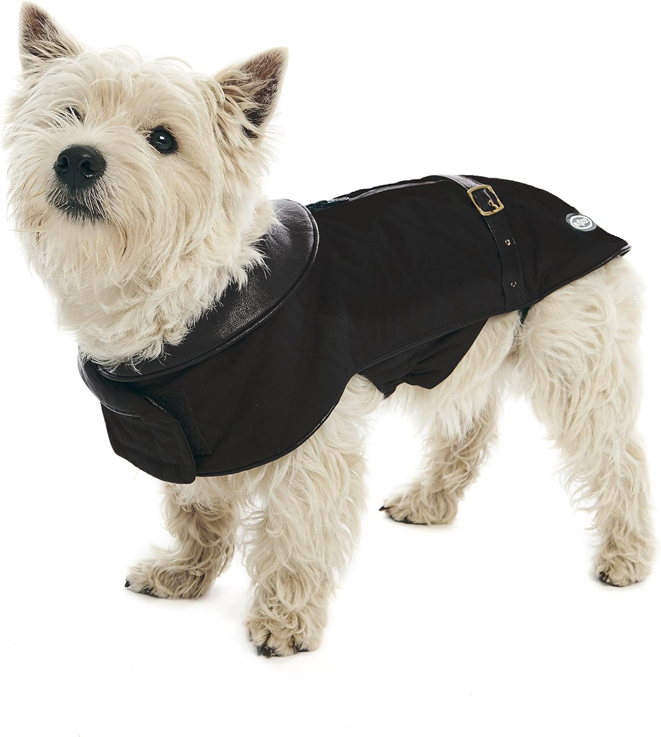 yorkie dog adoption near me