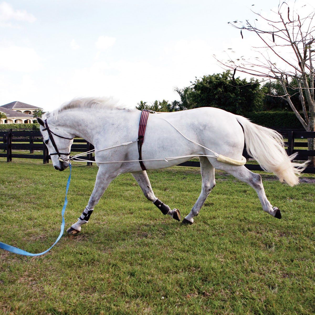 Dresseeruitrusting Equine Pessoa based Lunging Training System Lunging
