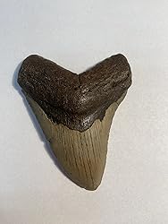 Authentic Megalodon Shark Tooth