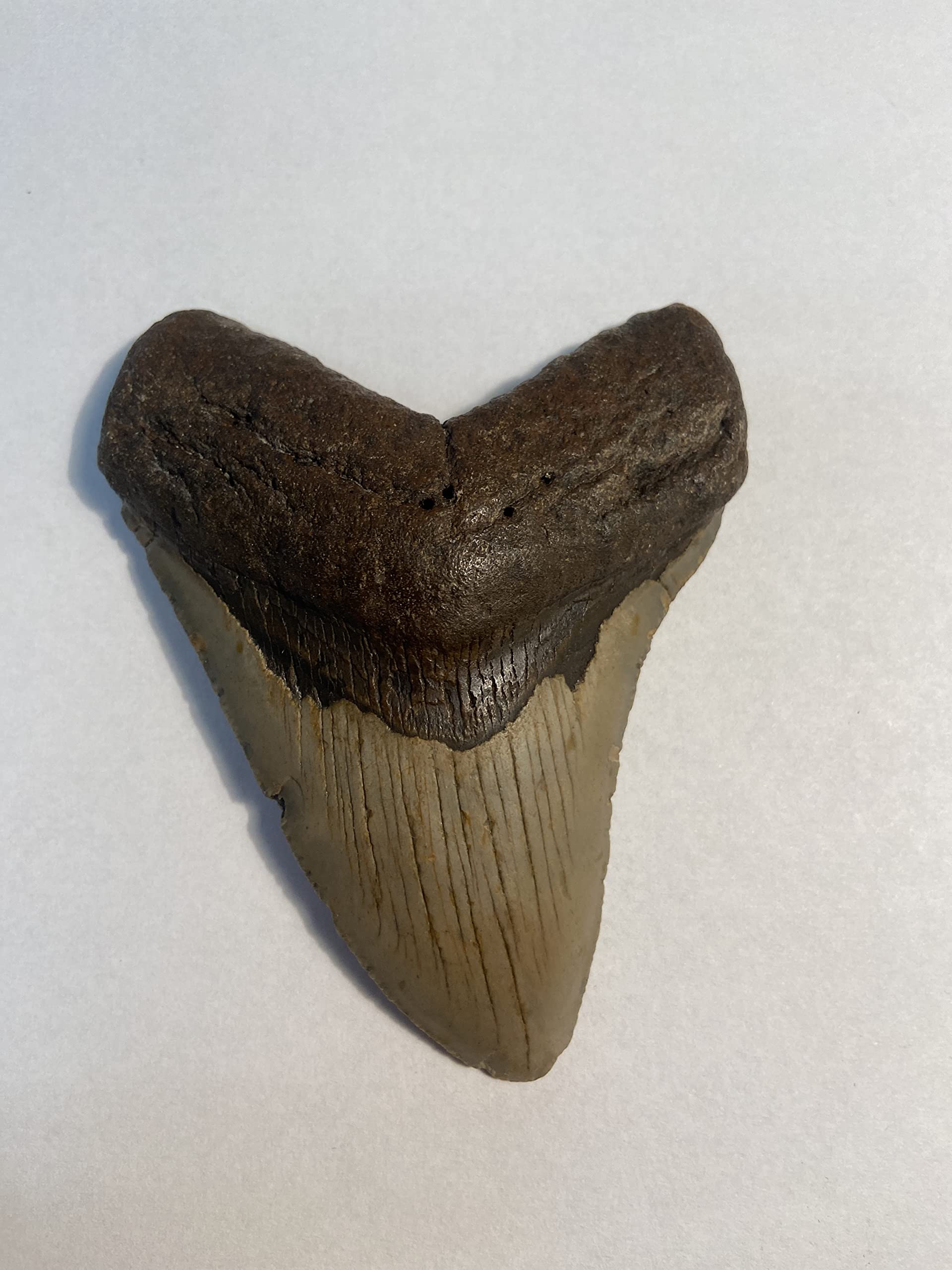 Authentic Megalodon Shark Tooth