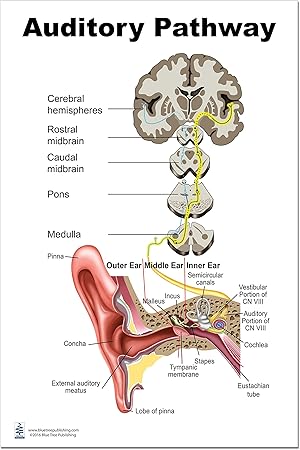 32 Label The Ear Anatomy Diagram Answers - Labels Design Ideas 2020